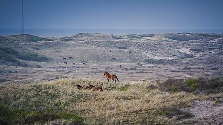 Paarden in duingebied