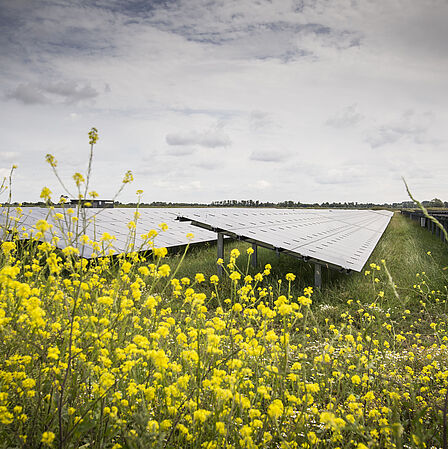 Foto: zonnepanelen in bloemenveld