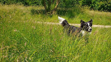 hond rent door gras