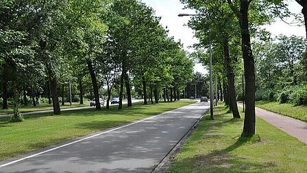 rijweg met laanbomen in Castricum
